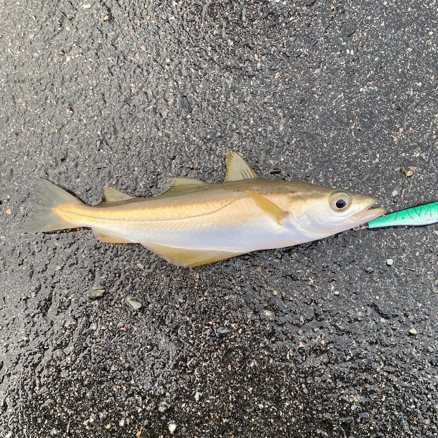 Fish caught on Fishbrain