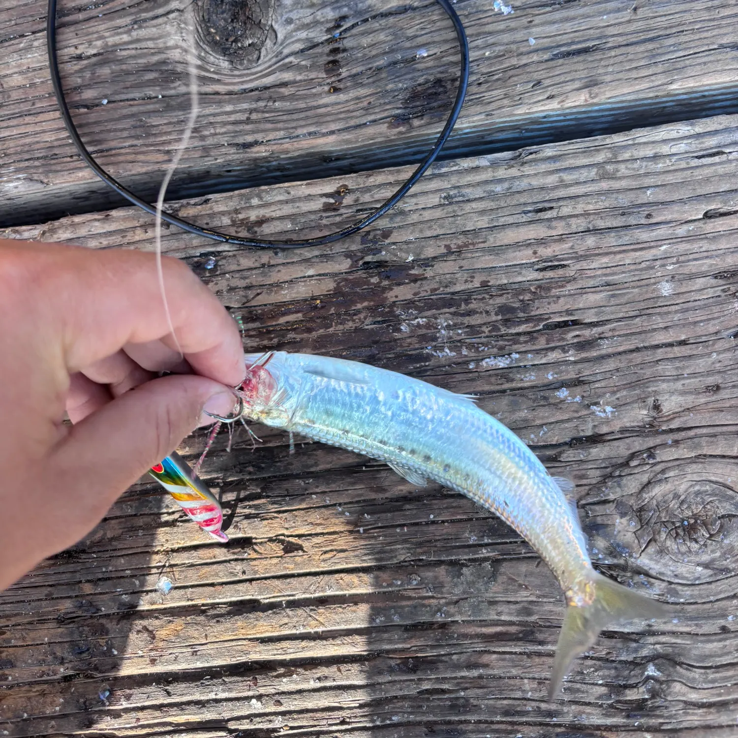 The most recent Pacific sardine catches on Fishbrain