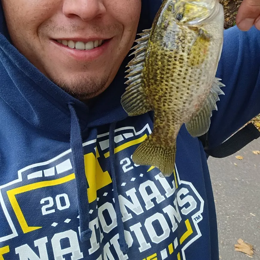 Rock bass caught on Fishbrain