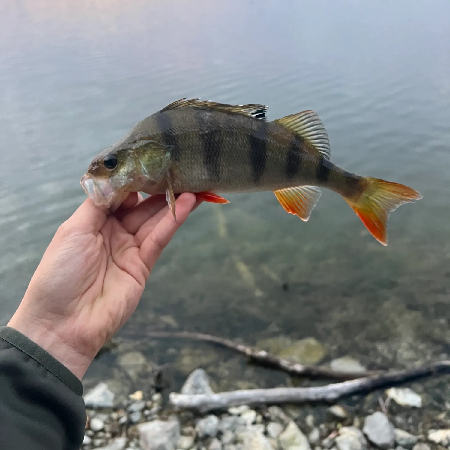 European perch caught on Fishbrain