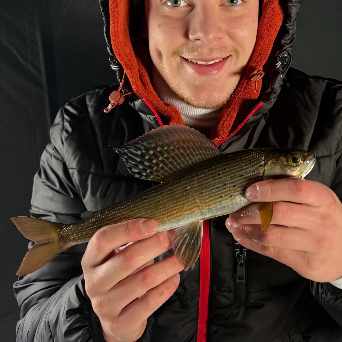 The most recent Arctic grayling catches on Fishbrain