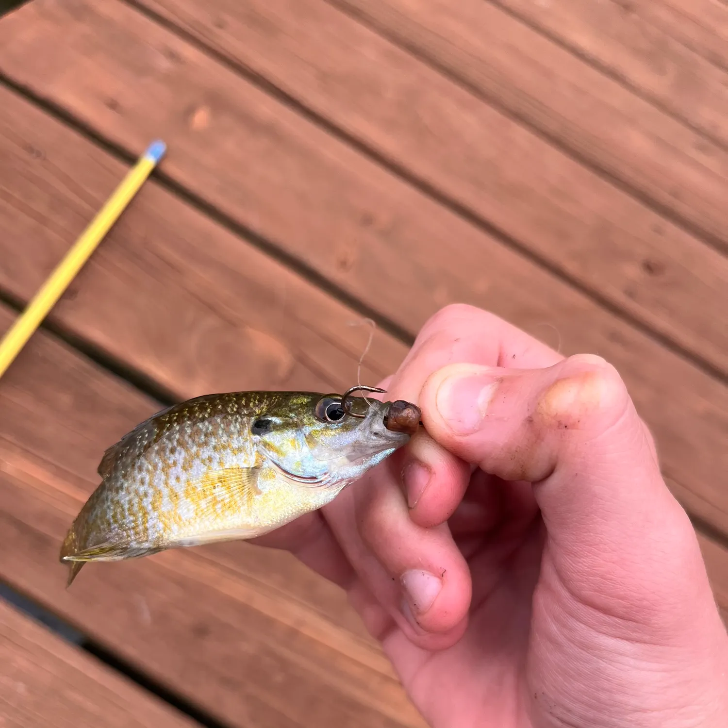 Fish caught on Fishbrain