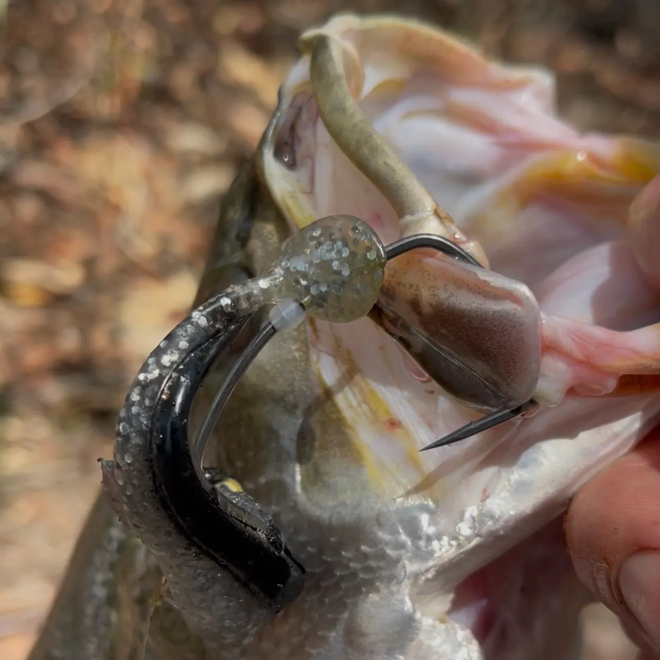 The most recent Malabar blood snapper catches on Fishbrain