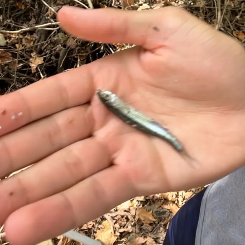 The most recent Blacknose shiner catches on Fishbrain