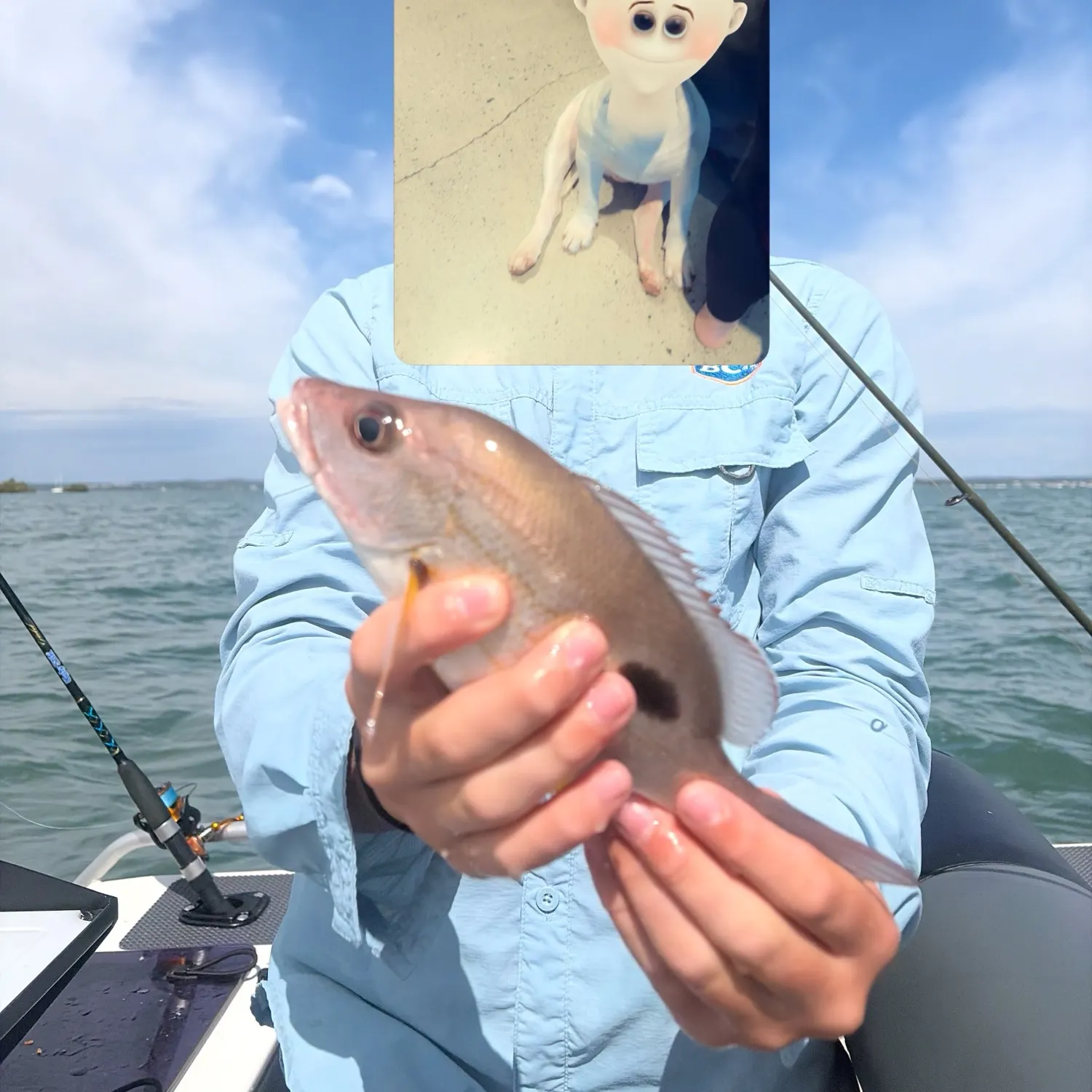 Moses perch caught on Fishbrain