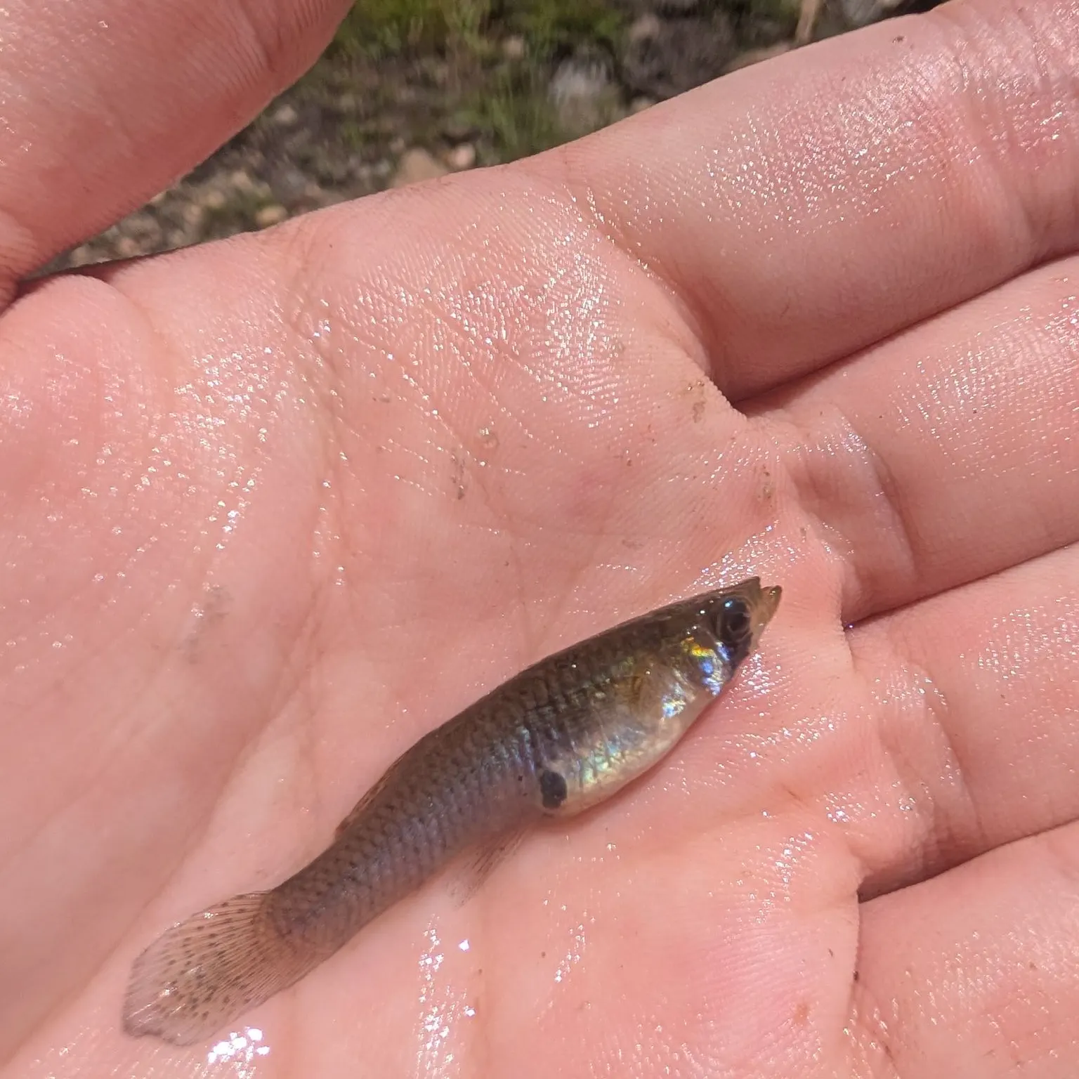The most recent Eastern mosquitofish catches on Fishbrain