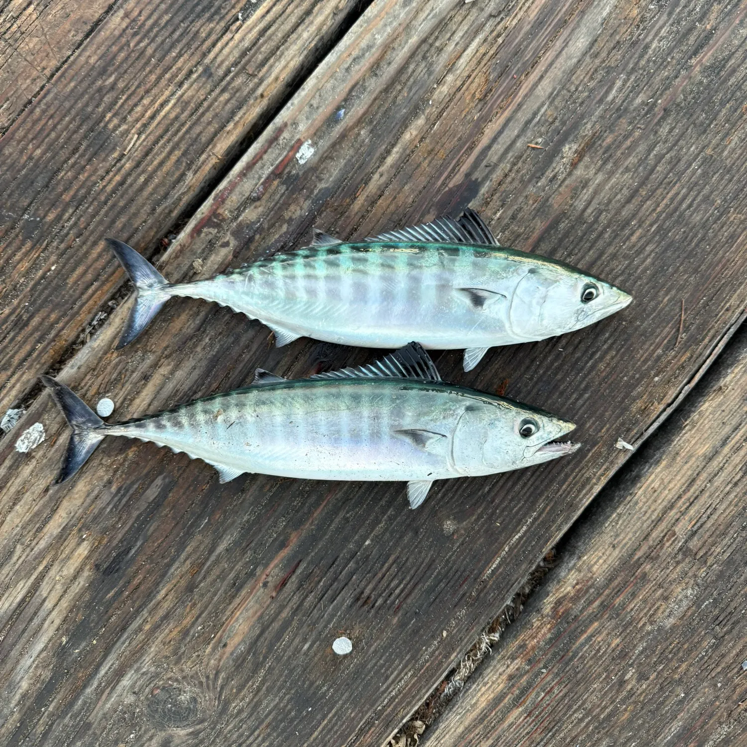 The most recent Pacific bonito catches on Fishbrain