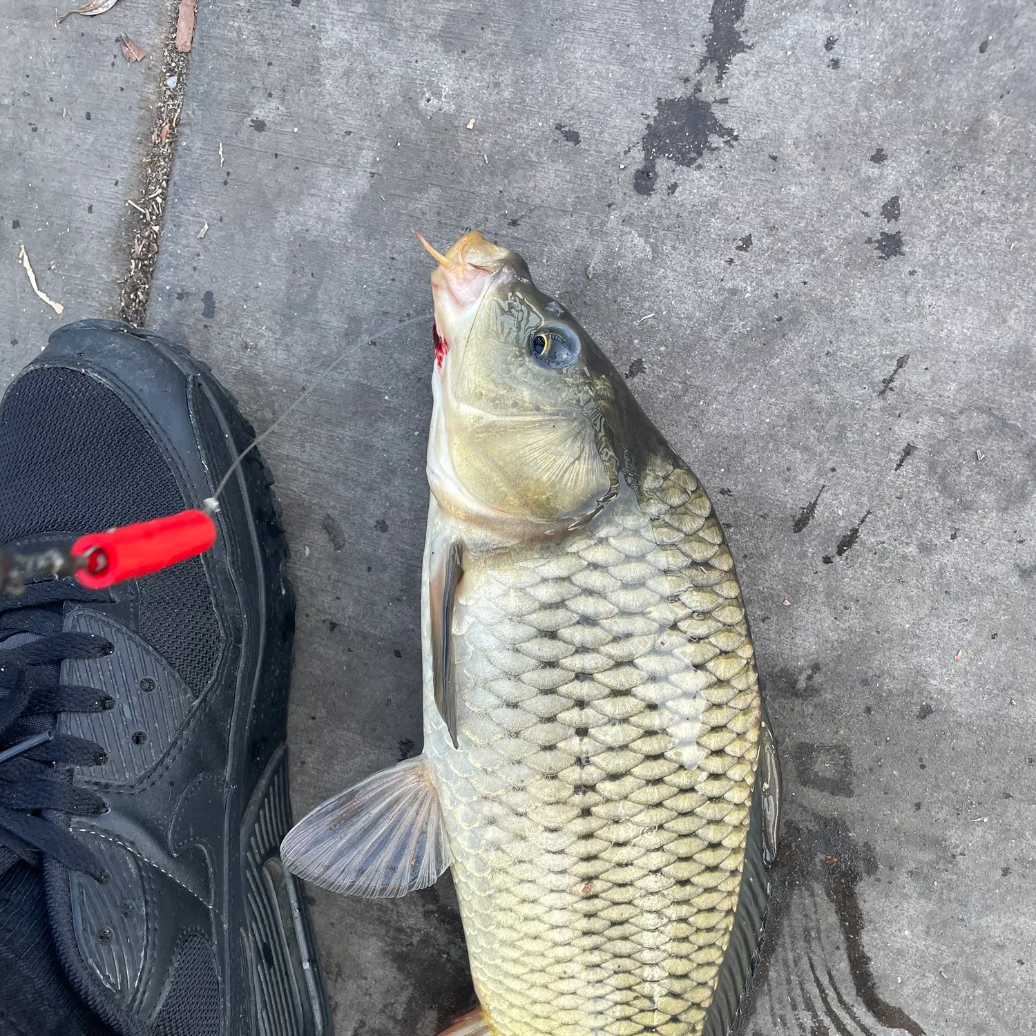 most liked catch image