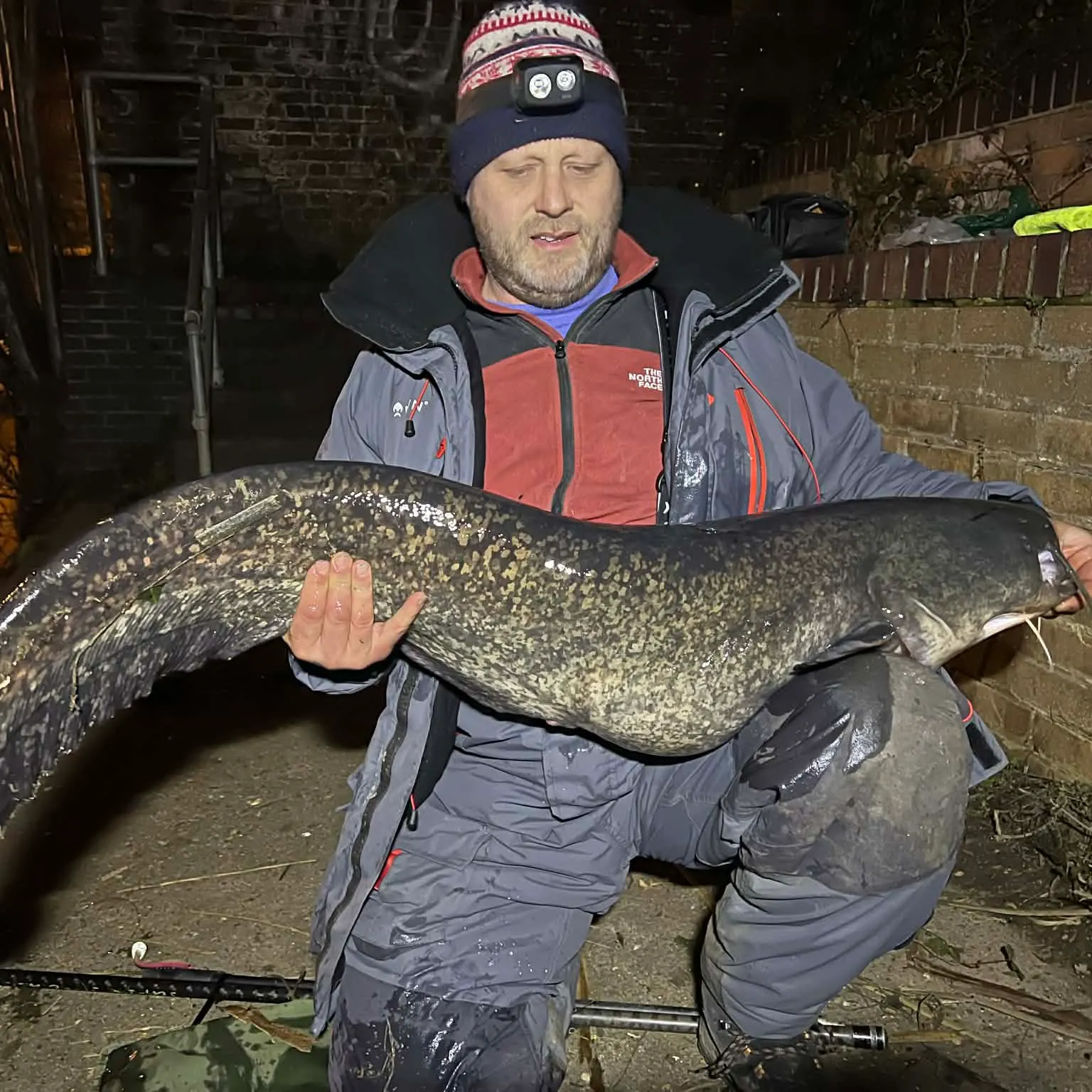 The most recent Wels catfish catches on Fishbrain