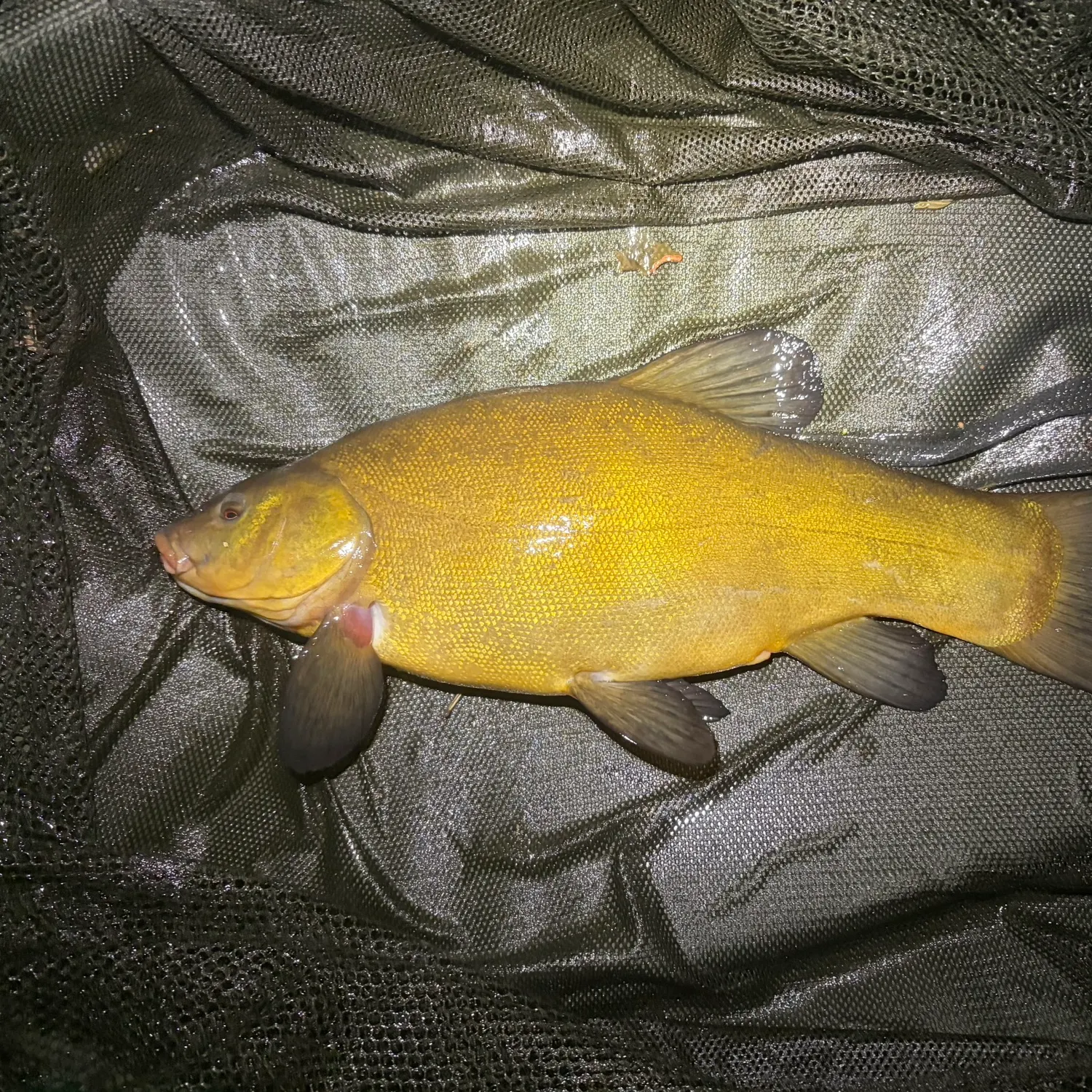 The most recent Tench catches on Fishbrain