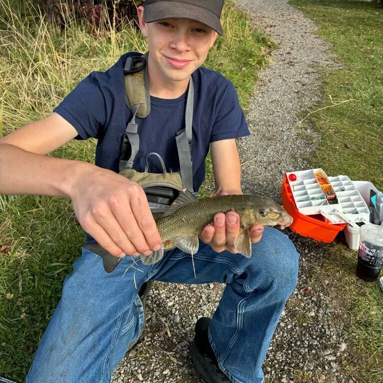 White sucker caught on Fishbrain