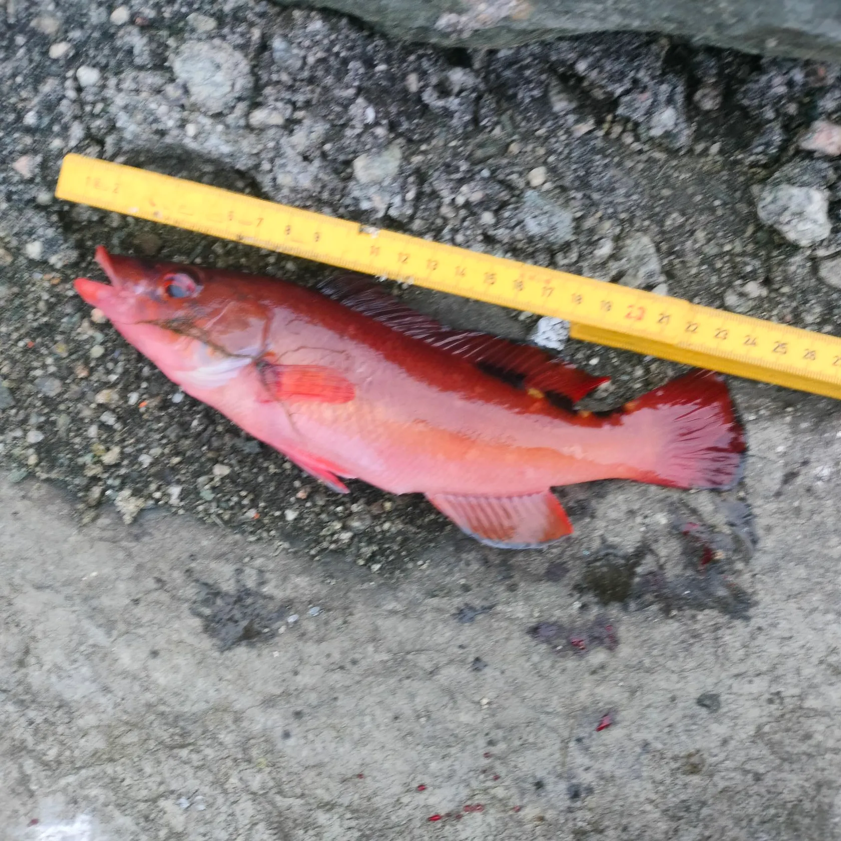 The most recent Cuckoo wrasse catches on Fishbrain
