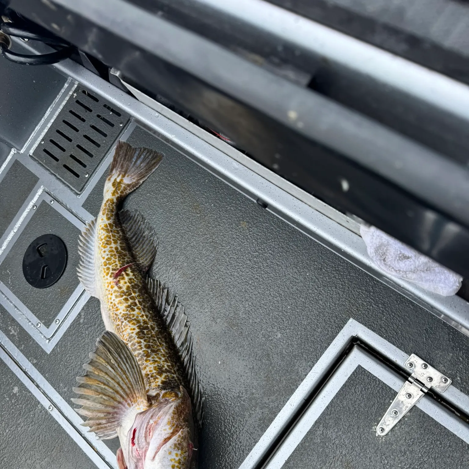 The most recent Lingcod catches on Fishbrain