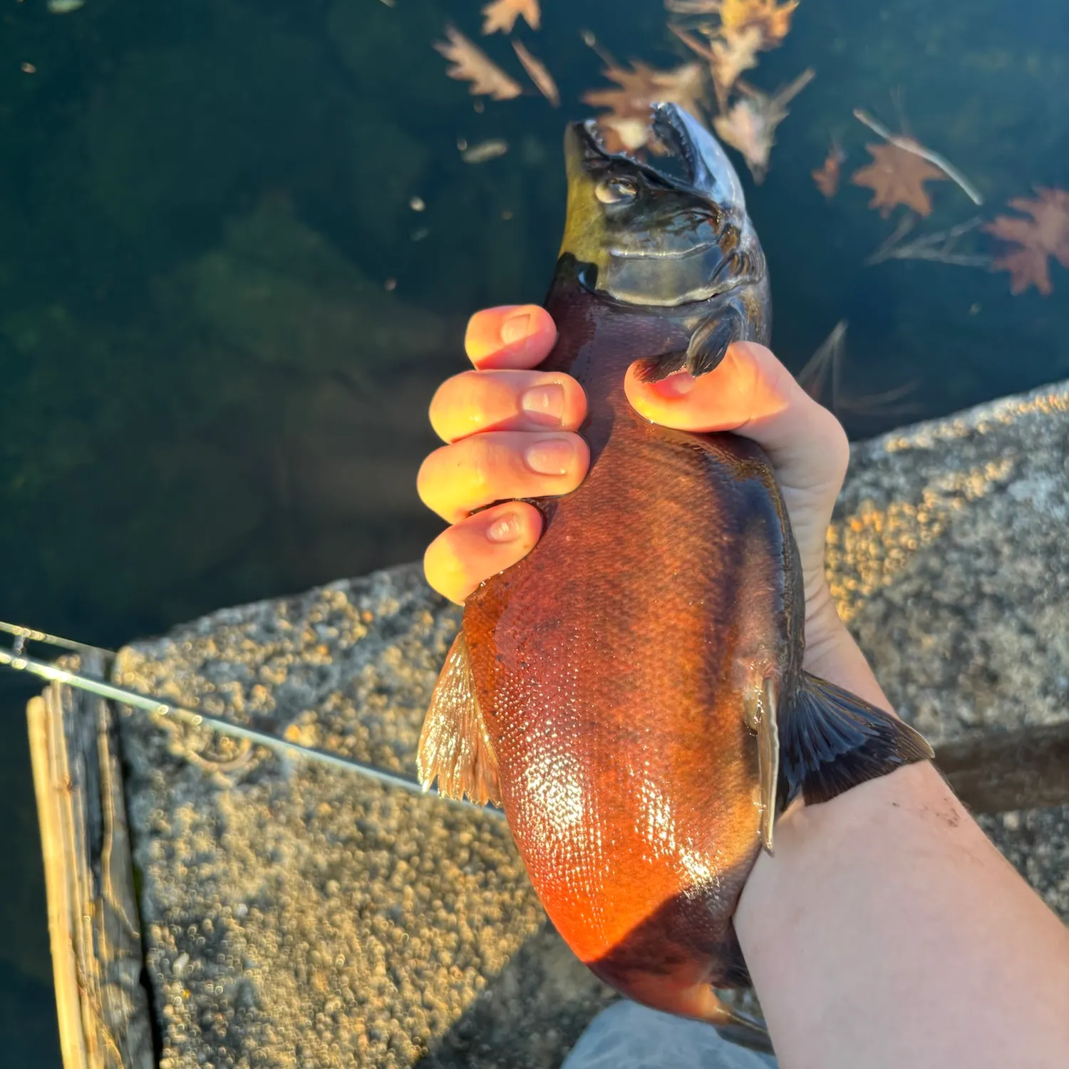 Kokanee salmon caught on Fishbrain