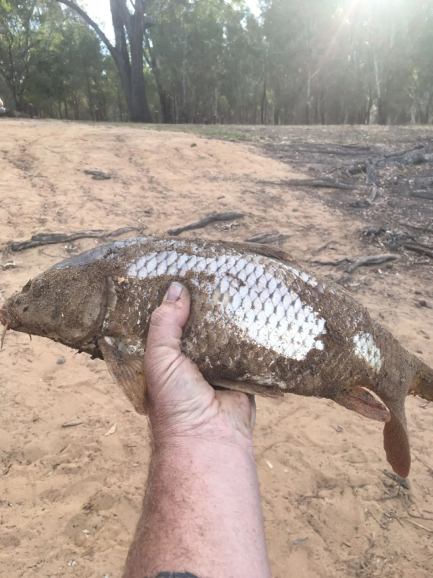 Post image from Dennism1