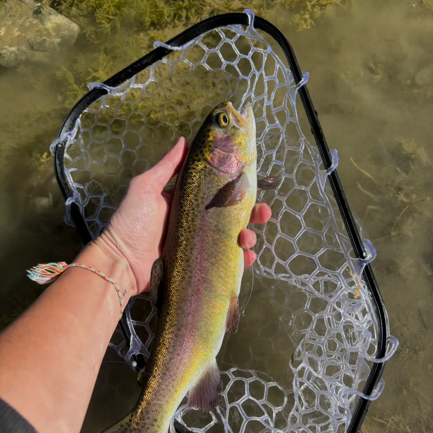Cutbow caught on Fishbrain