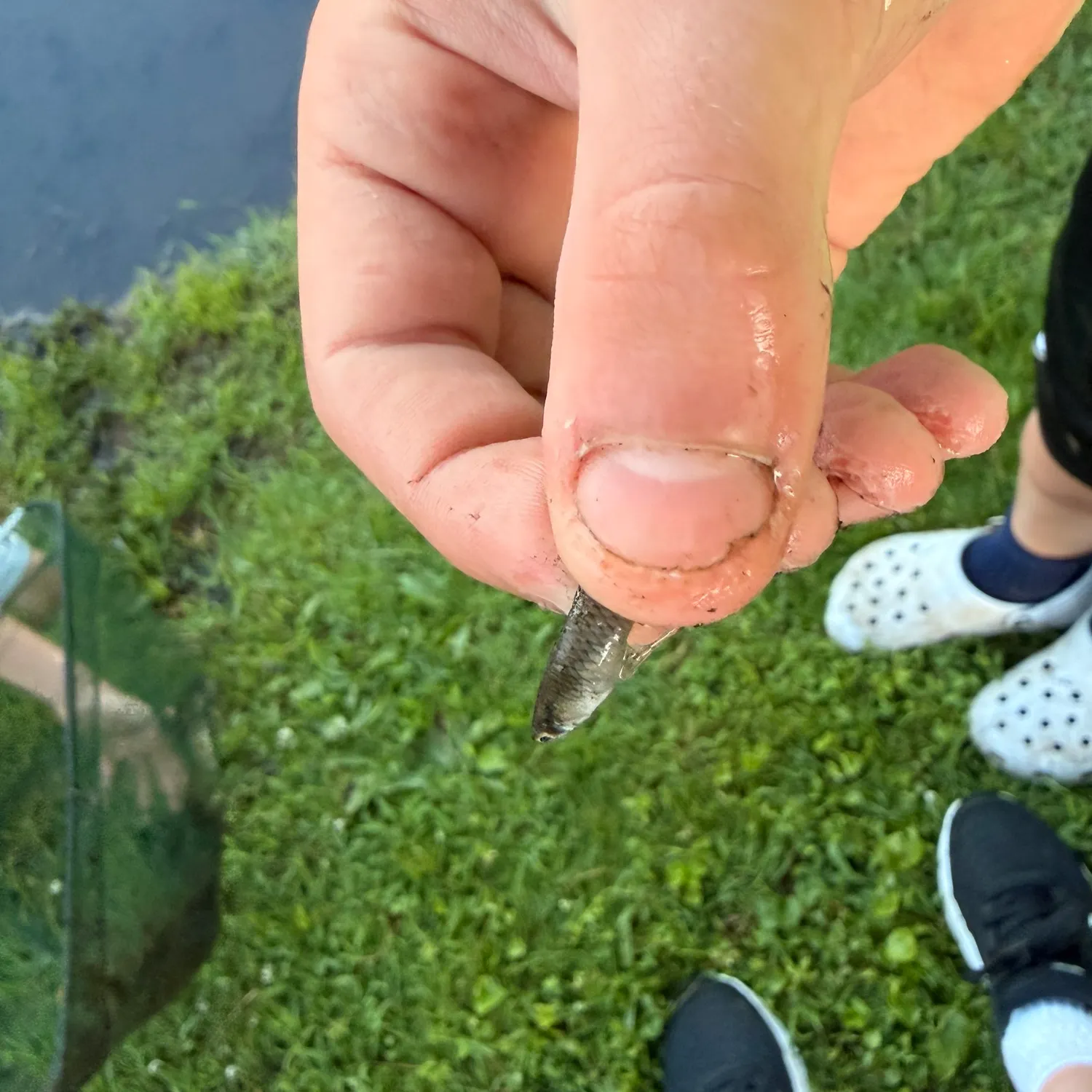 The most recent Eastern mosquitofish catches on Fishbrain