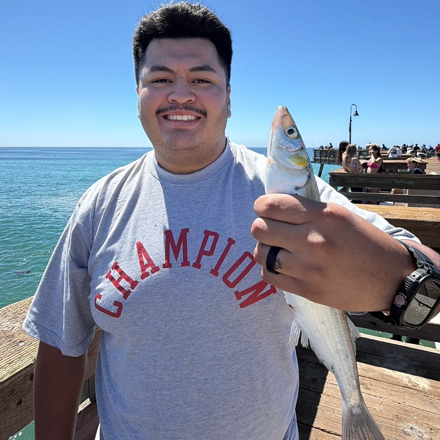 Jack silverside caught on Fishbrain