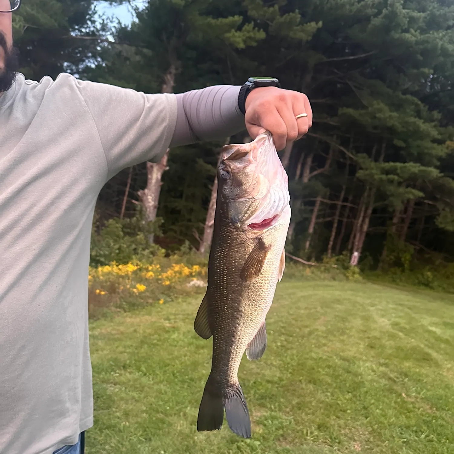 Largemouth bass caught on Fishbrain