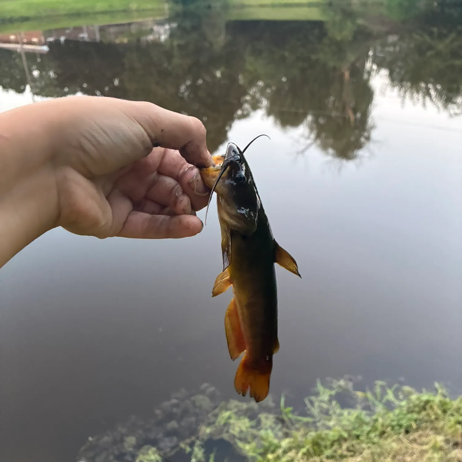 Yellow bullhead caught on Fishbrain