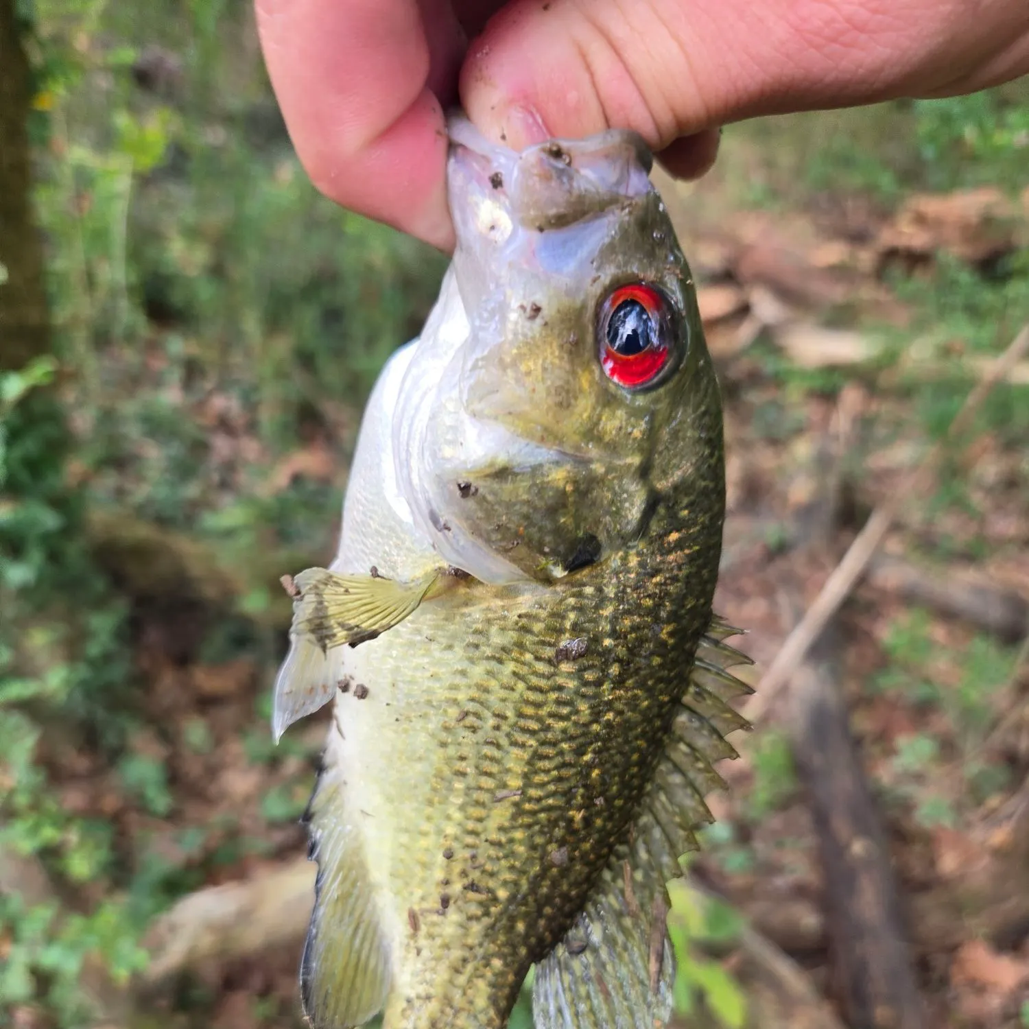 Rock bass caught on Fishbrain