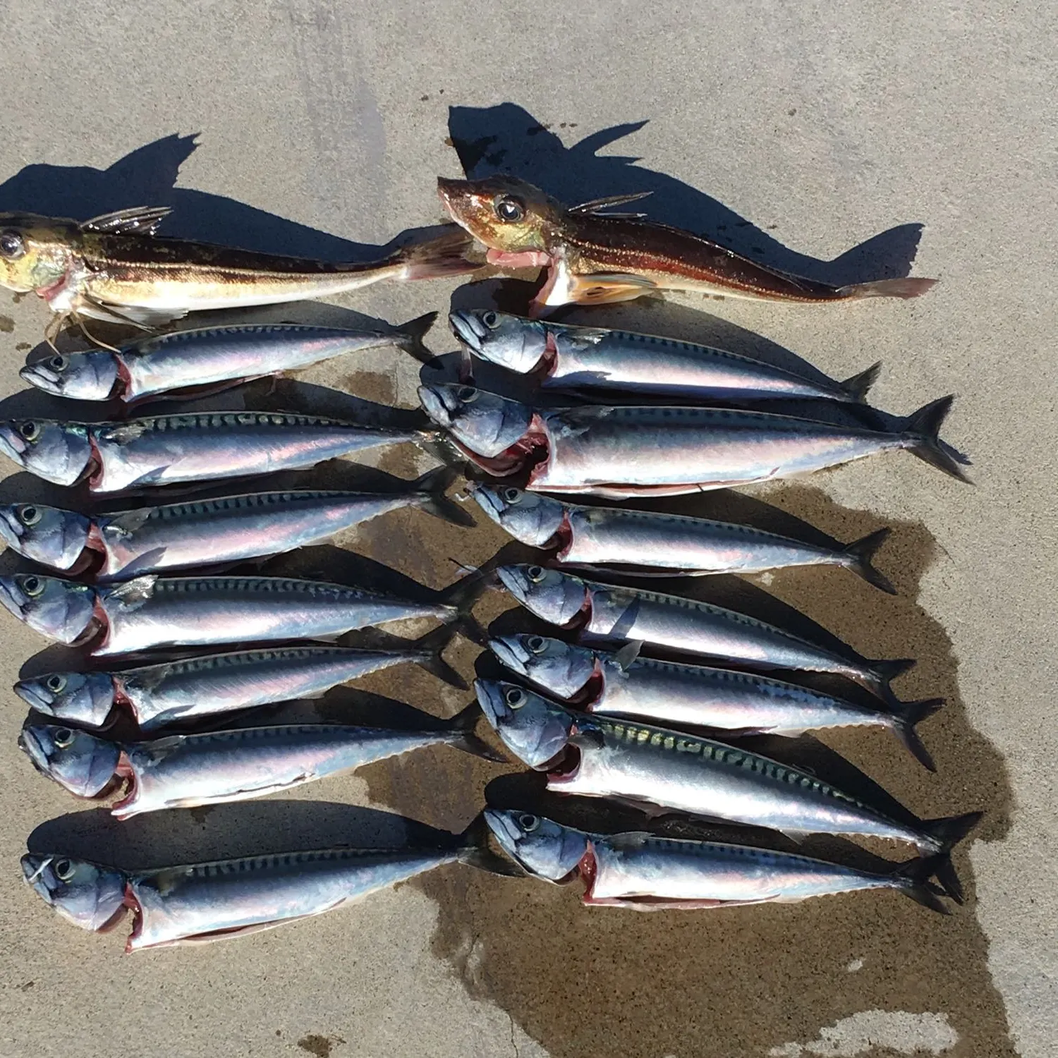 recently logged catches