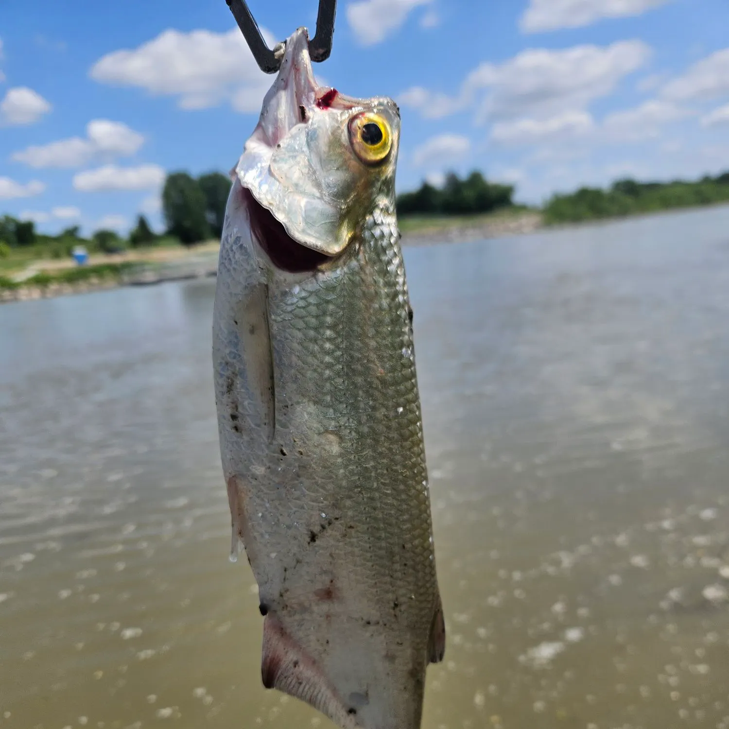 angler catch