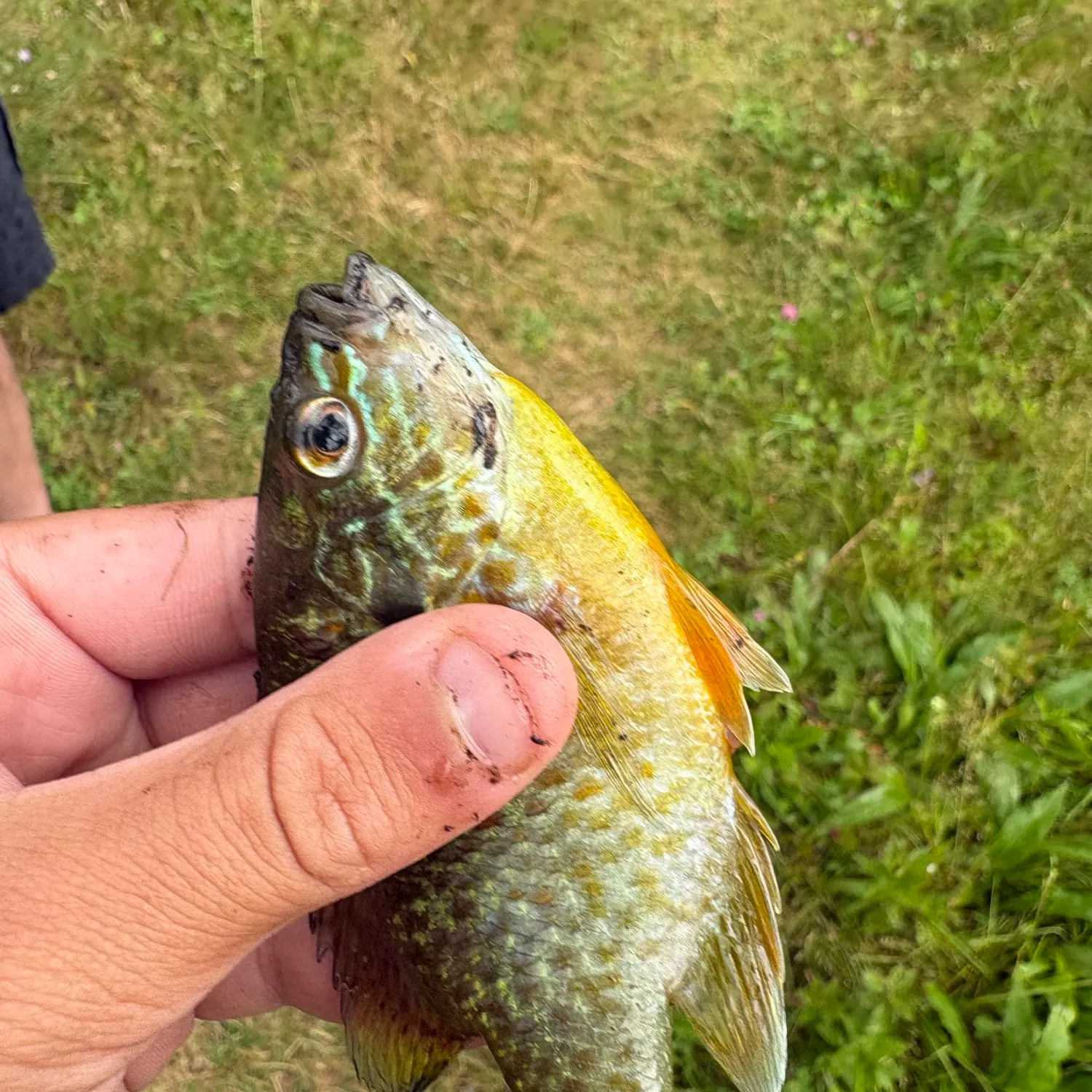 The most recent Pumpkinseed catches on Fishbrain