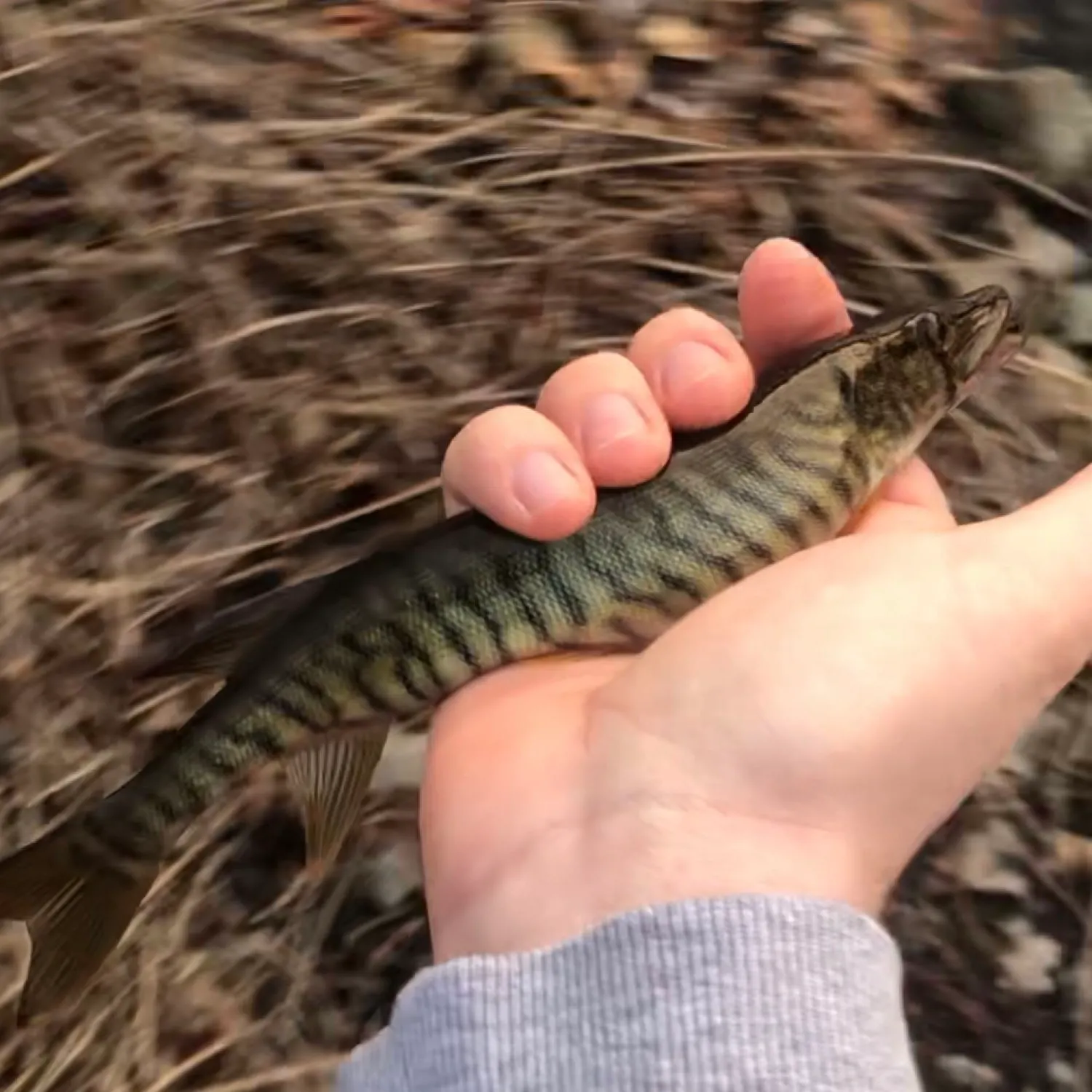 The most popular recent Redfin x chain pickerel catch on Fishbrain