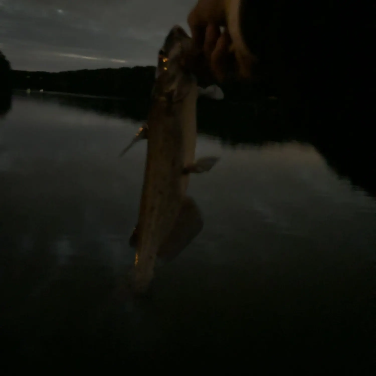 Channel catfish caught on Fishbrain