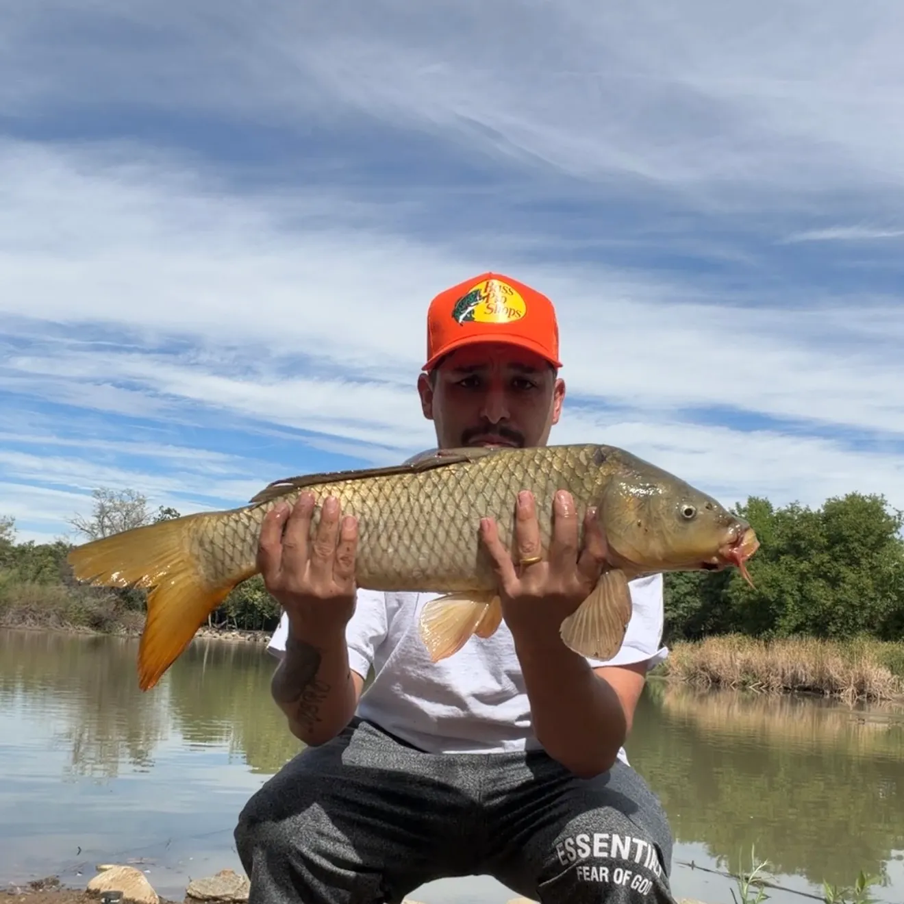 Common carp caught on Fishbrain