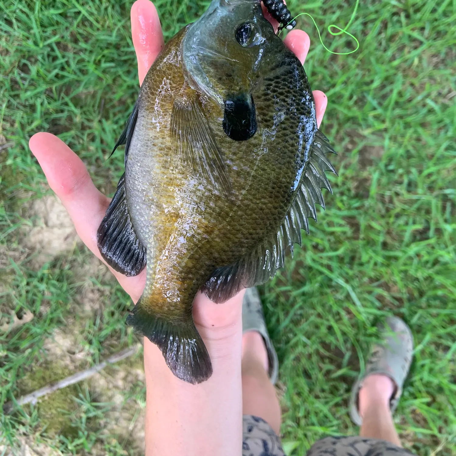 The most recent Coppernose bluegill catches on Fishbrain