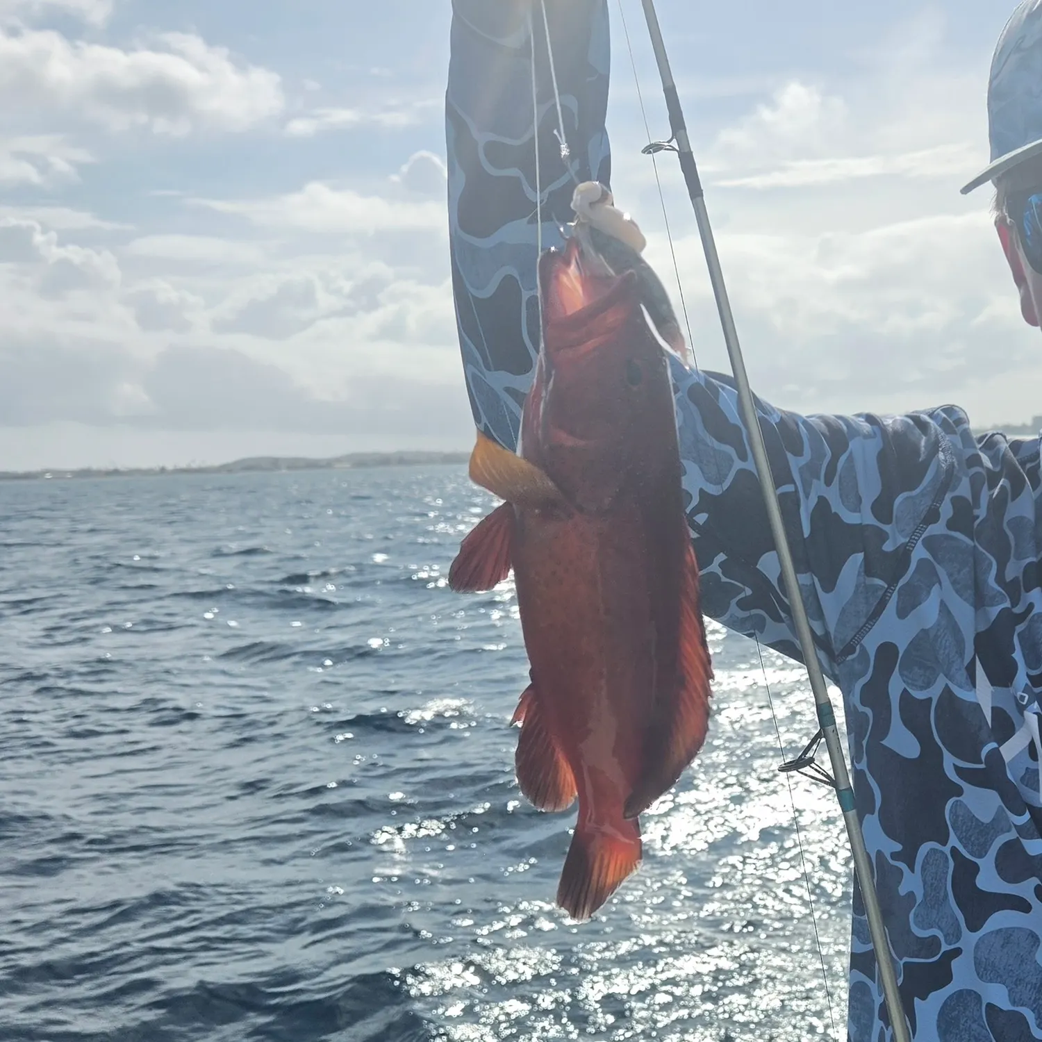 The most recent Strawberry hind catches on Fishbrain