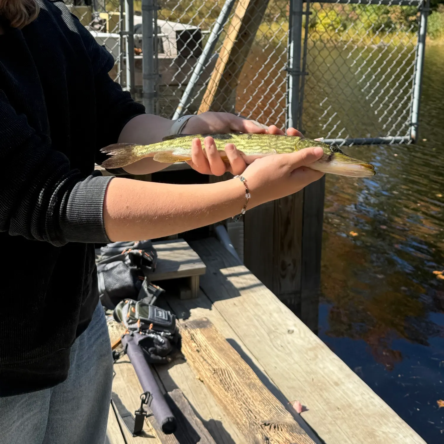 Chain pickerel caught on Fishbrain