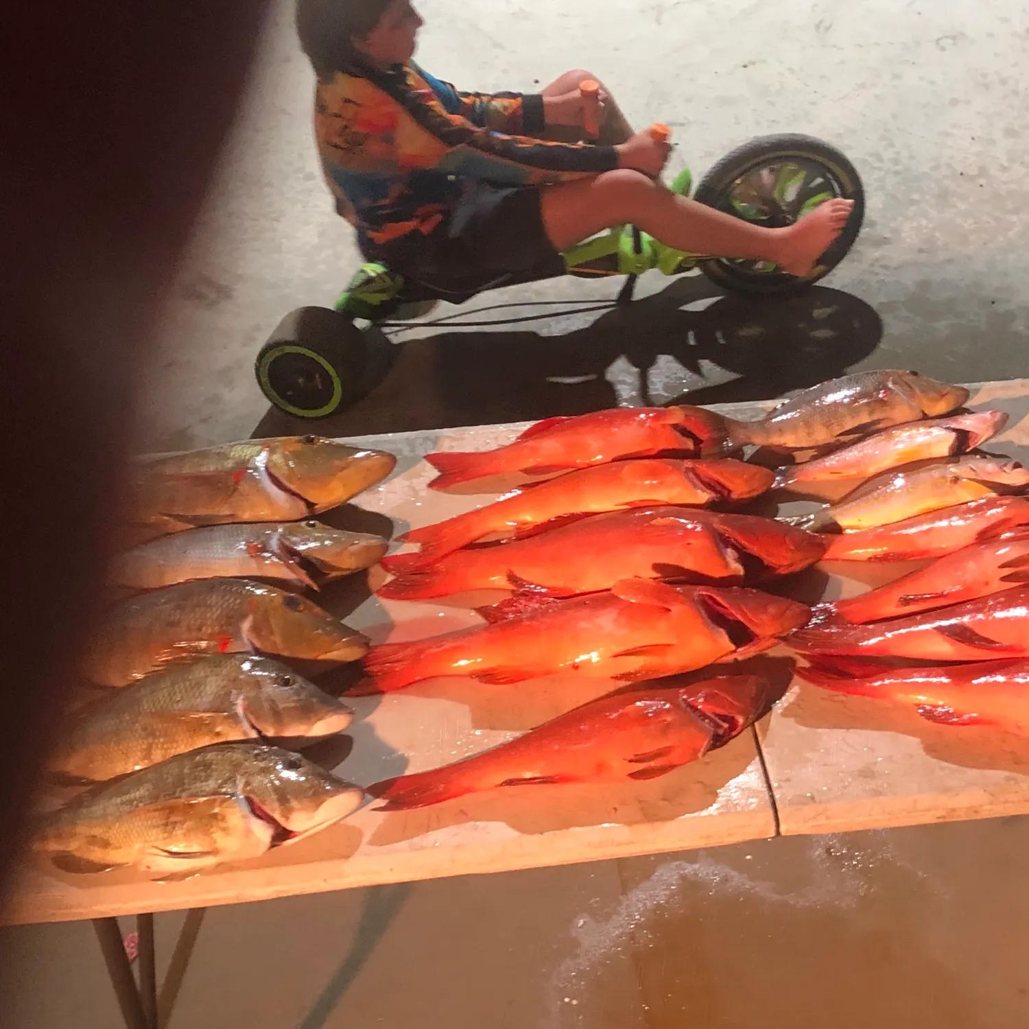The most recent Spotted coralgrouper catches on Fishbrain