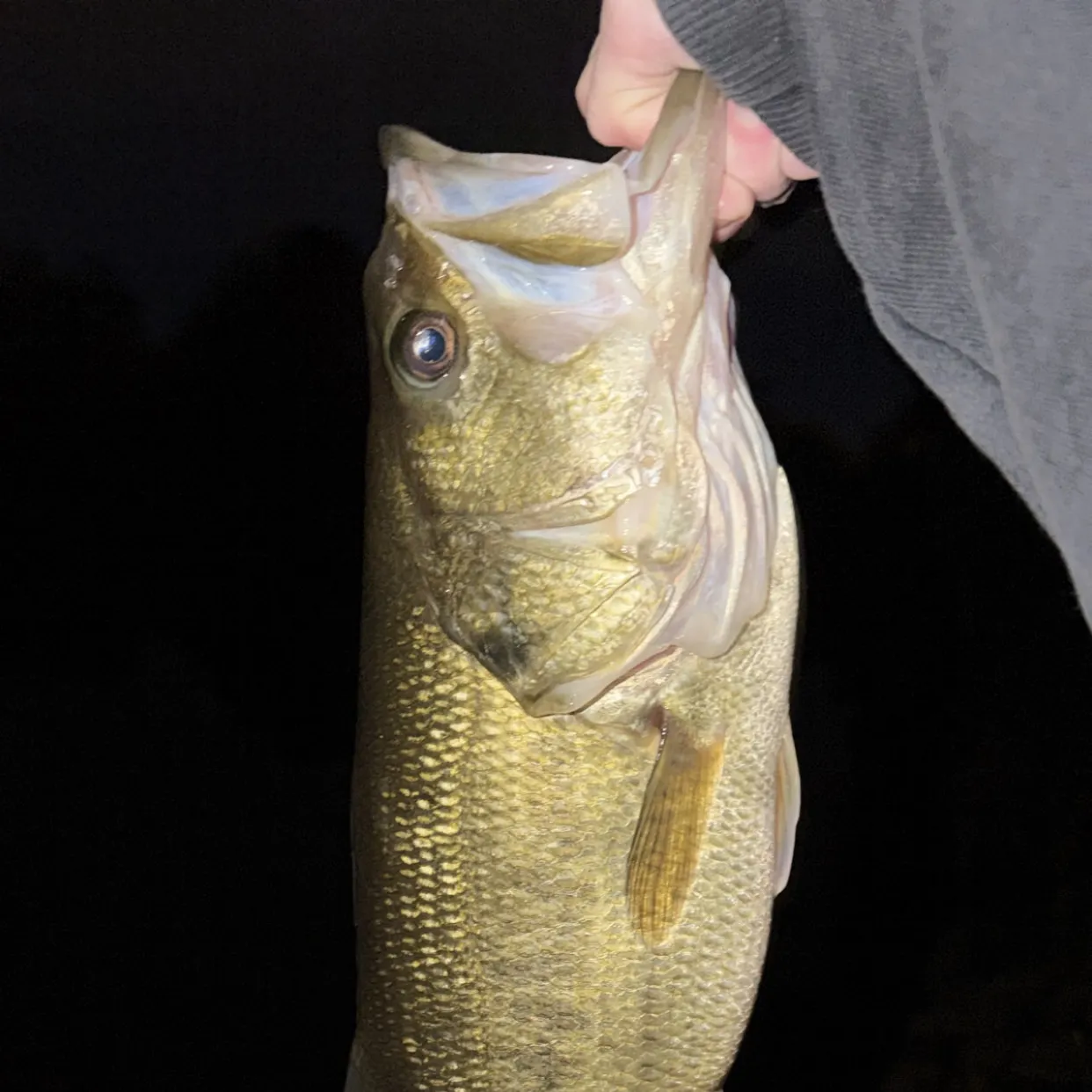 Largemouth bass caught on Fishbrain