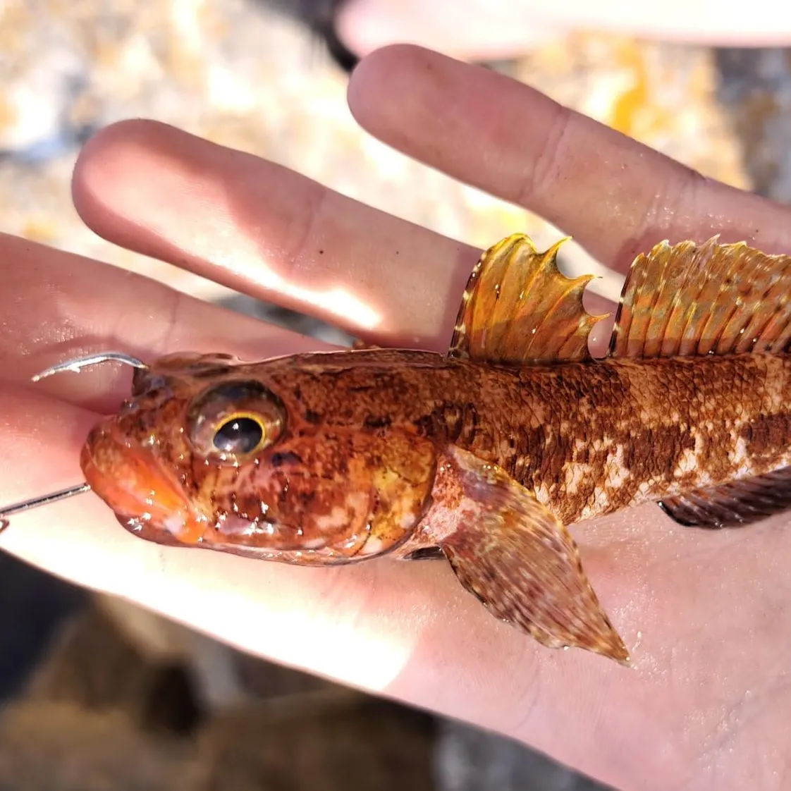 The most recent Bucchich's goby catches on Fishbrain