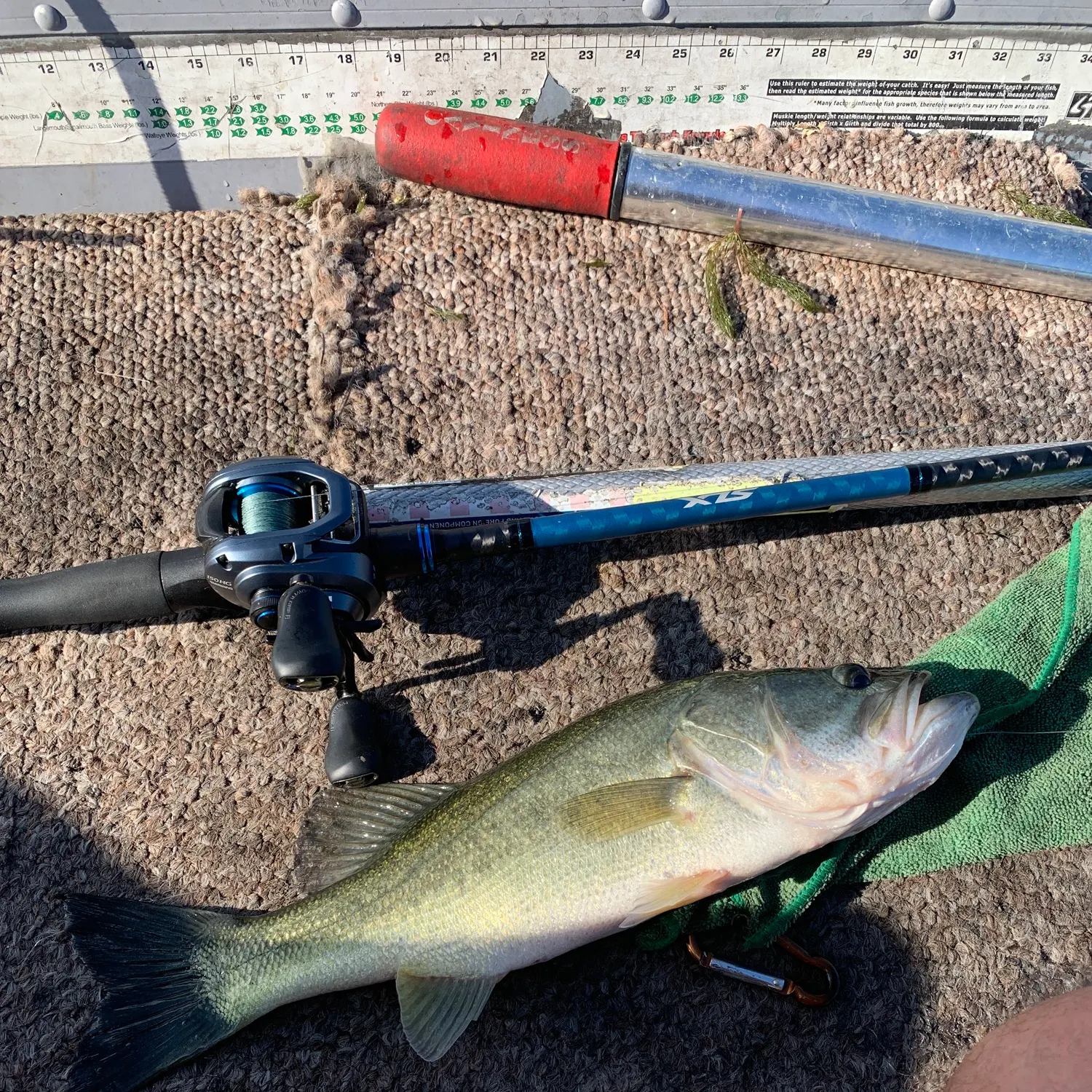 Largemouth bass caught on Fishbrain