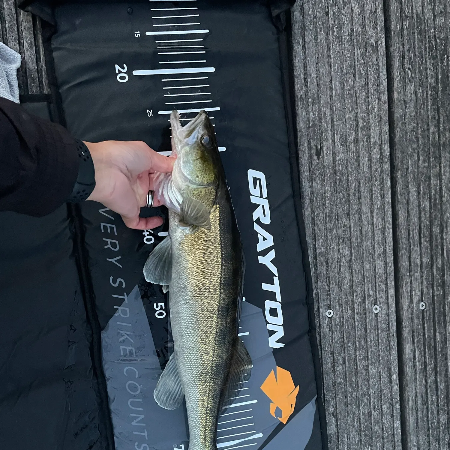 Zander caught on Fishbrain