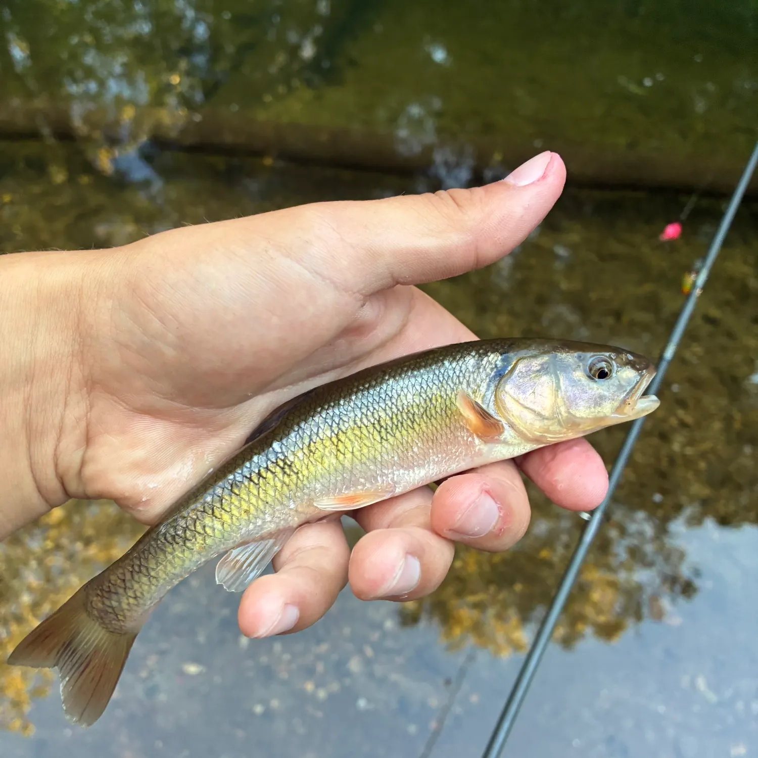 Creek chub caught on Fishbrain