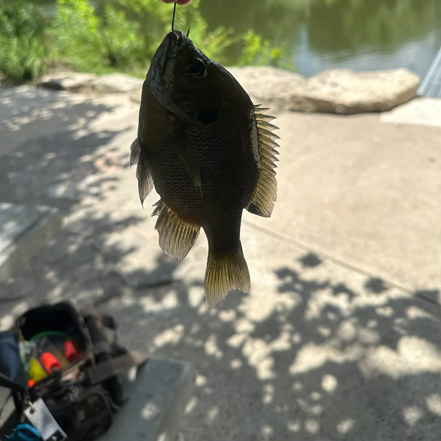 catch