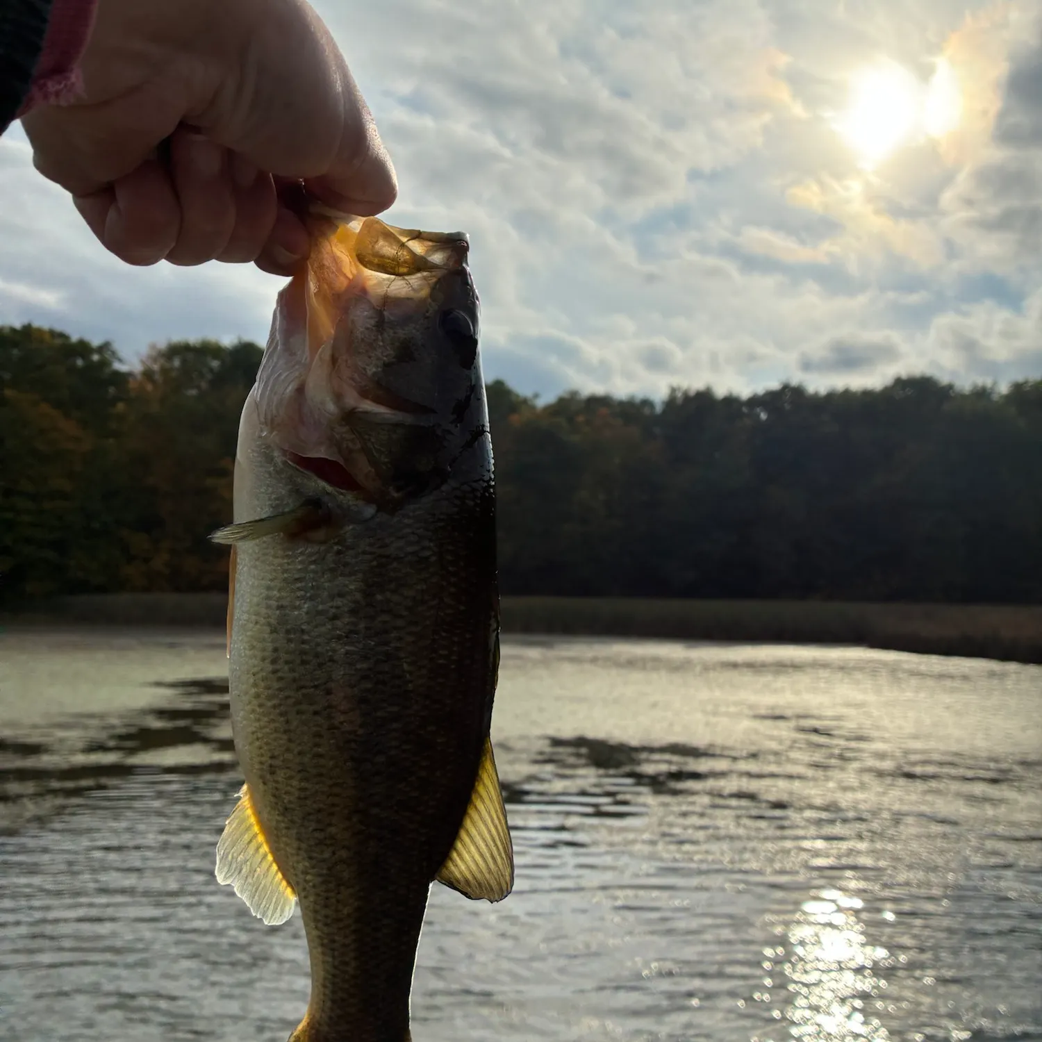 Largemouth bass caught on Fishbrain