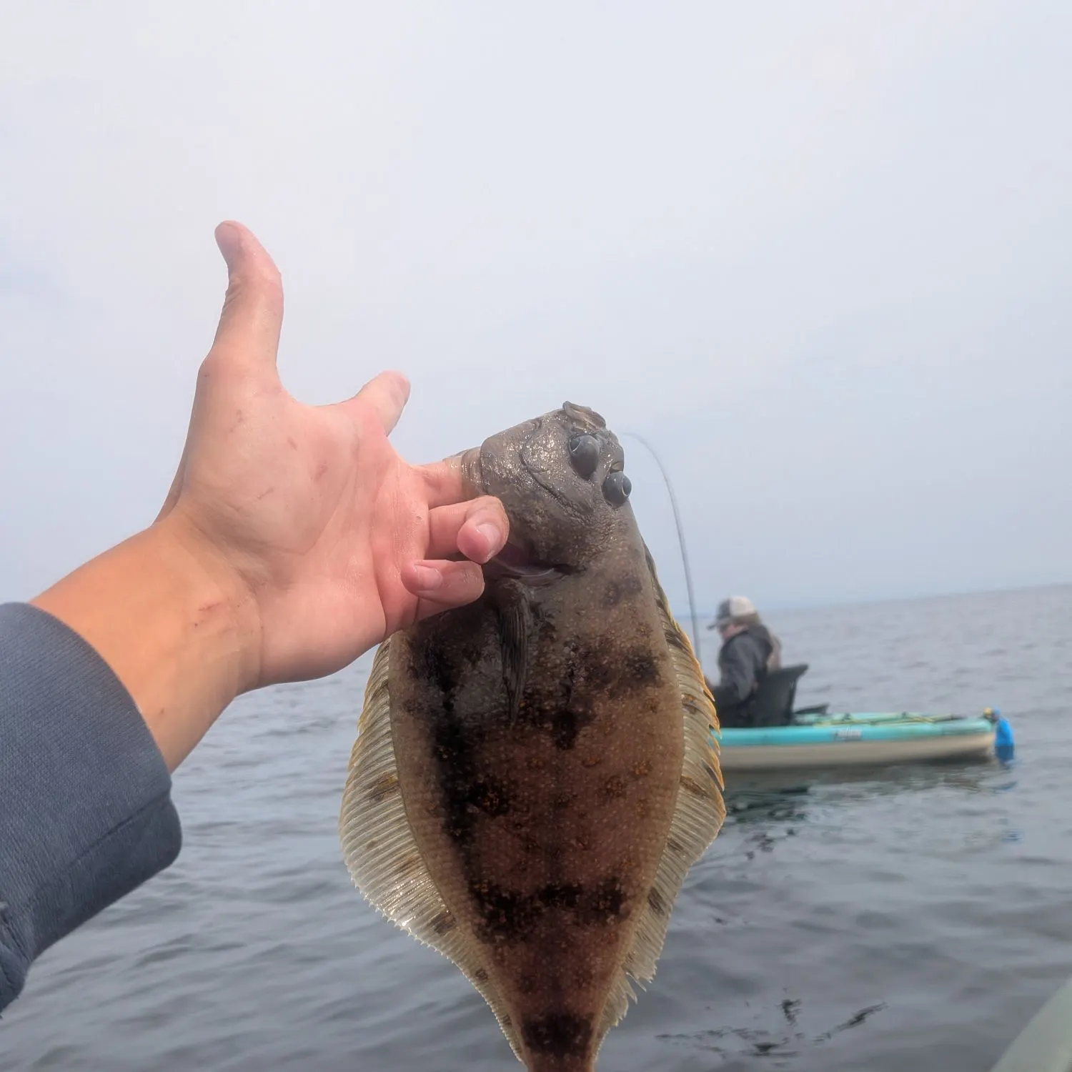 The most recent Pacific sanddab catches on Fishbrain
