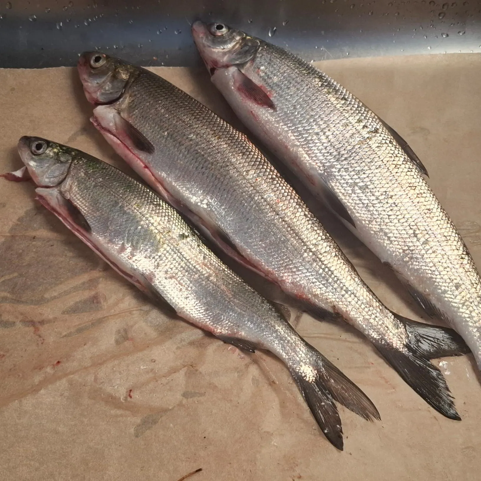 The most recent European whitefish catches on Fishbrain