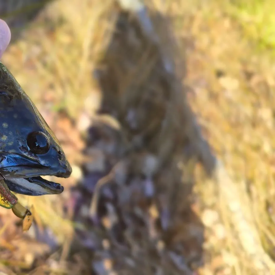 Brook trout caught on Fishbrain