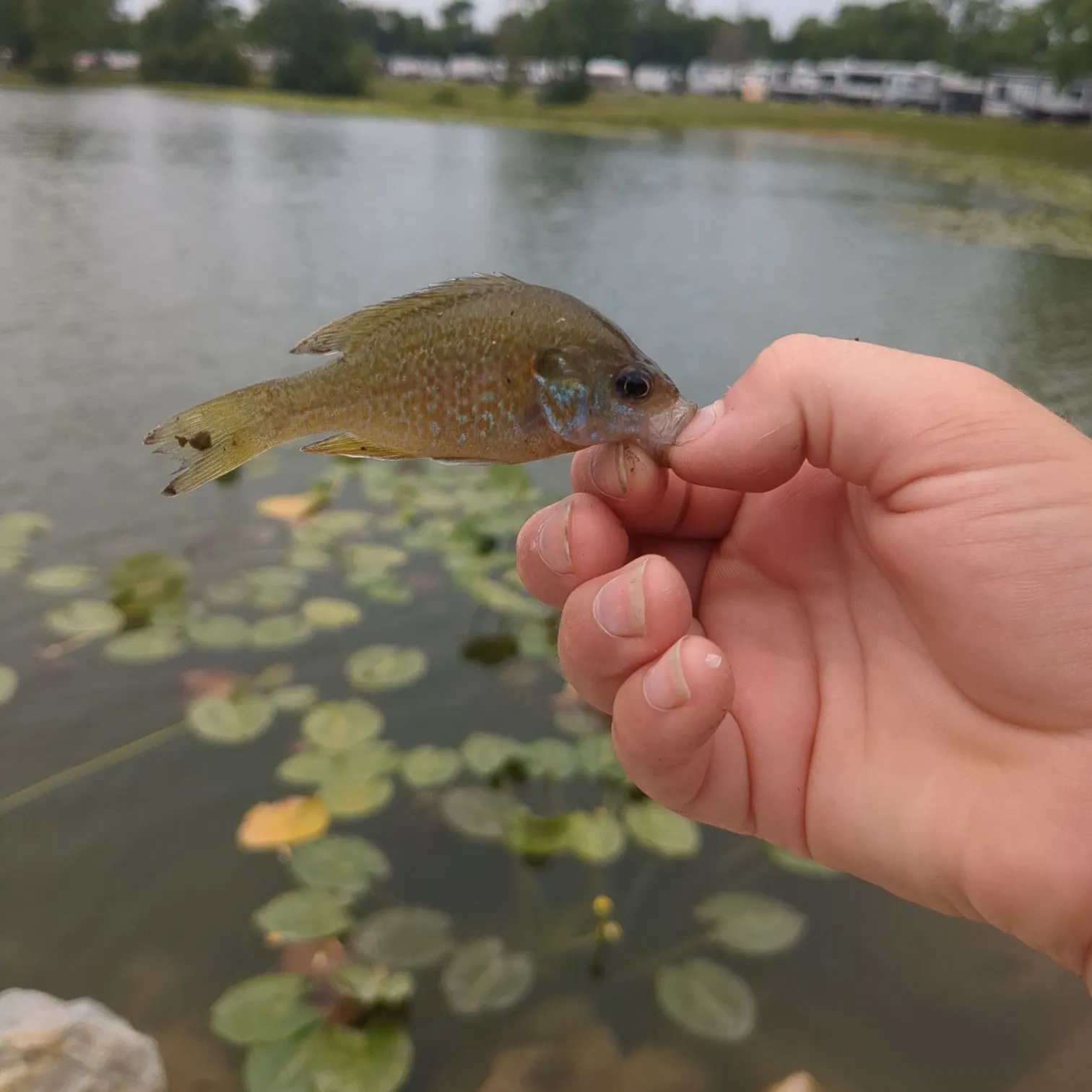 The most recent Greengill hybrid catches on Fishbrain
