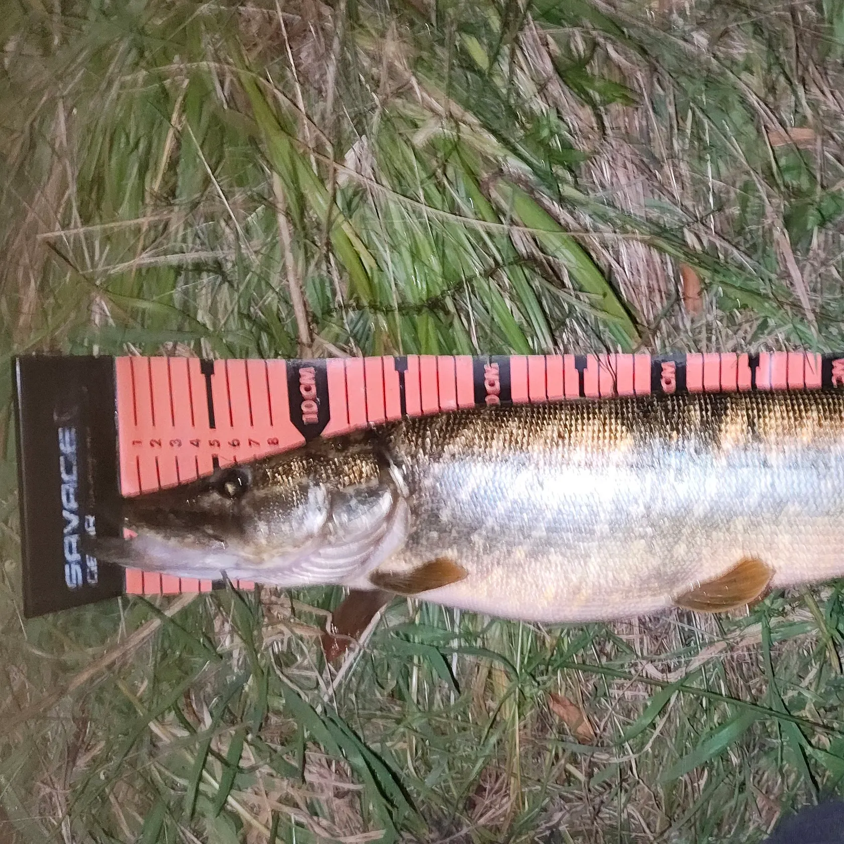 Northern pike caught on Fishbrain