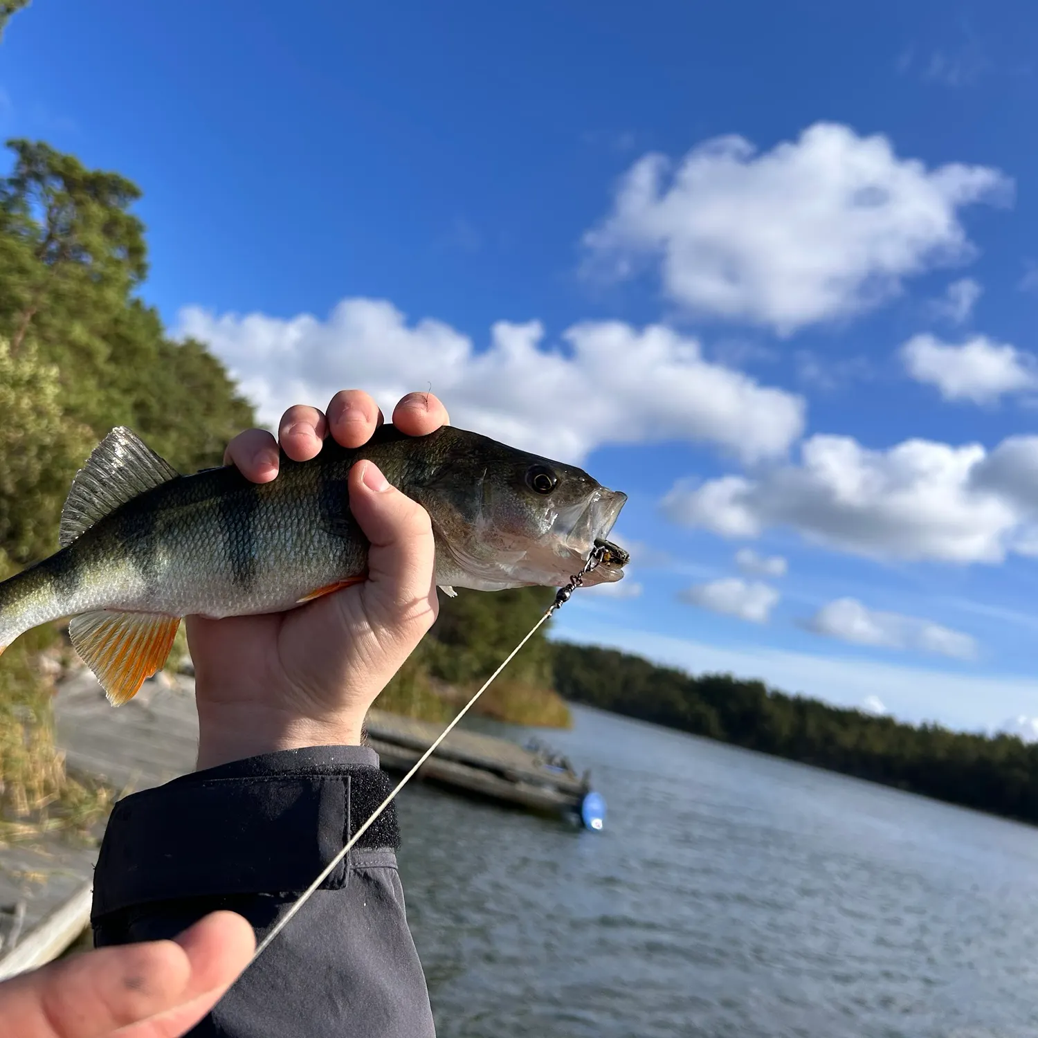 European perch caught on Fishbrain