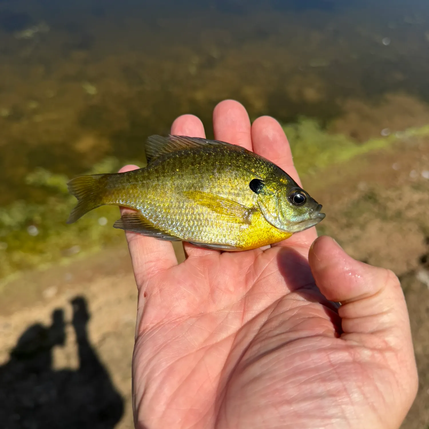 Bluegill caught on Fishbrain