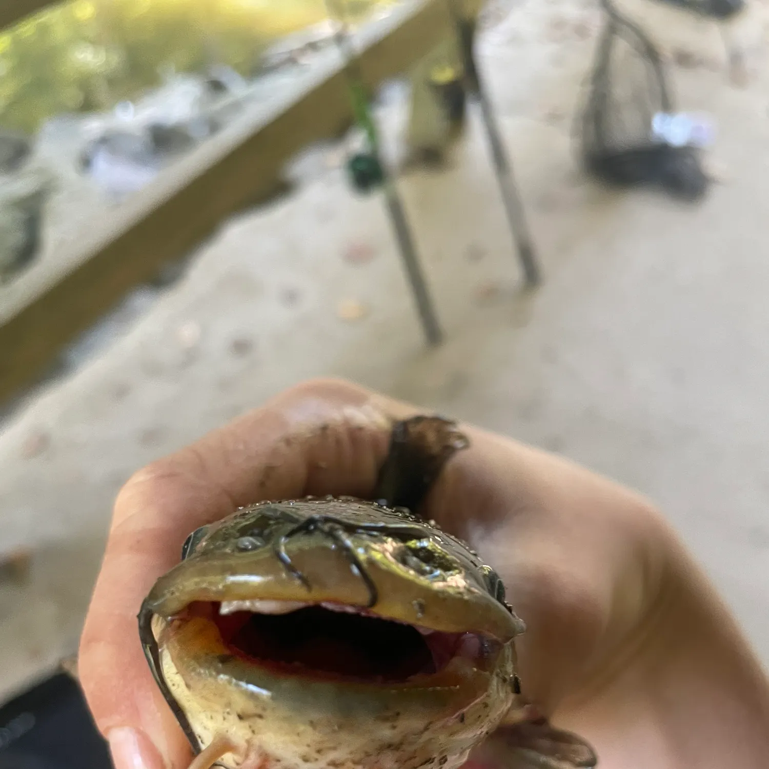 catch